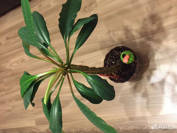 Кактус молочай