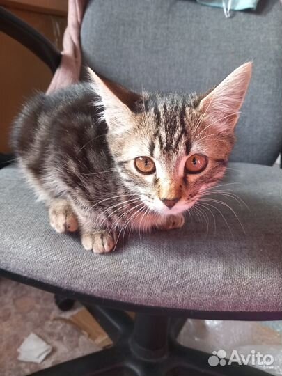 Котенок