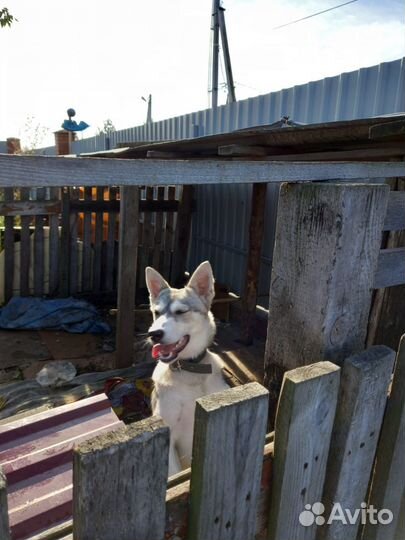 Звёздочке очень нужен дом