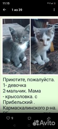 Котята в добрые руки бесплатно