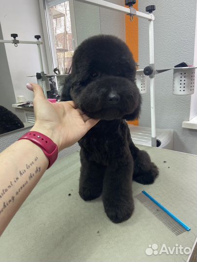 Стрижка собак и кошек