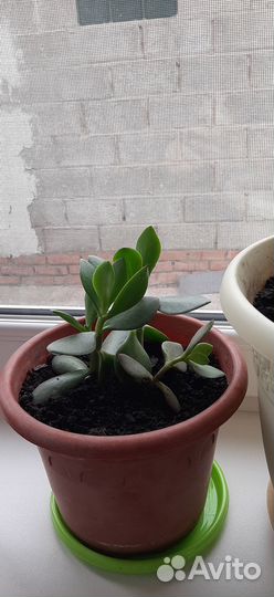 Денежное дерево (Толстянка)