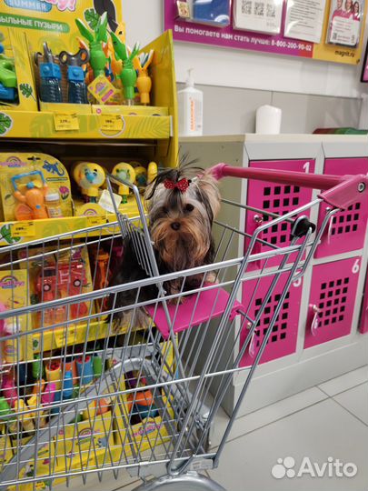 Крошка на ладошку-девочка мечта,йоркширский терьер