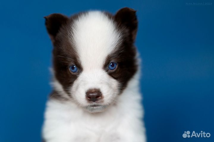 Щенки якутской лайки