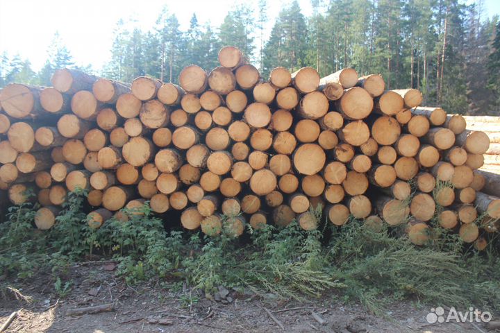 Пиловочник