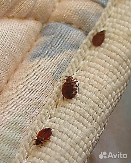 Травля насекомых,клопов,тараканов,дезенсектор