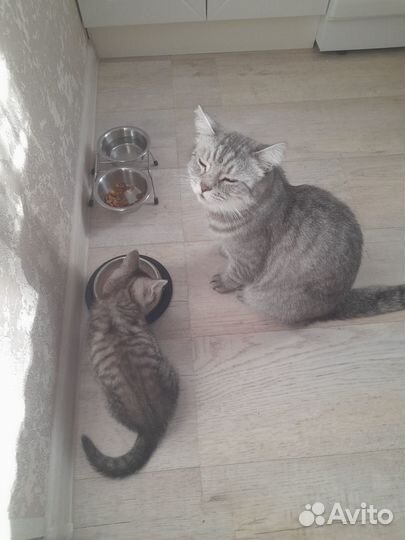 Котик ищет дом