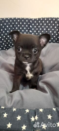 Девочка мини чихуашка