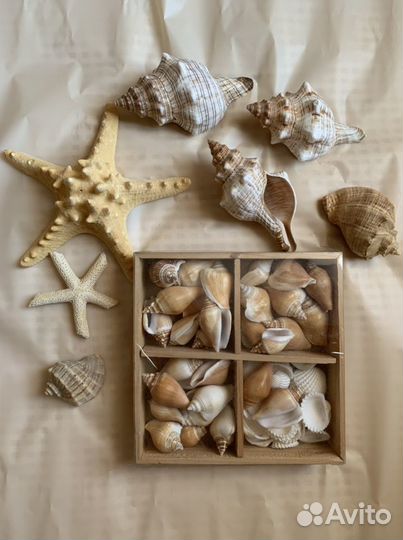 Декор морской ракушки морская звезда