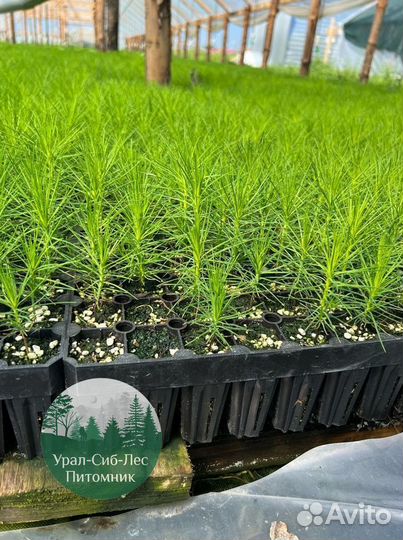 Зкс и окс Сосна Ель Лиственница сеянцы Голуб горн