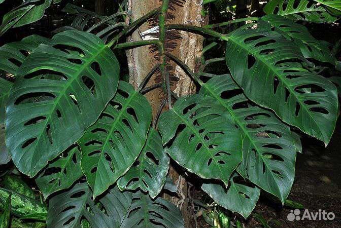 Ароидные. Филодендроны