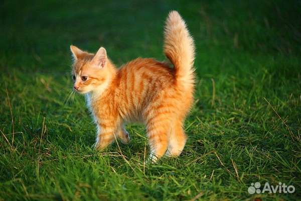 Котёнок 2 месяца