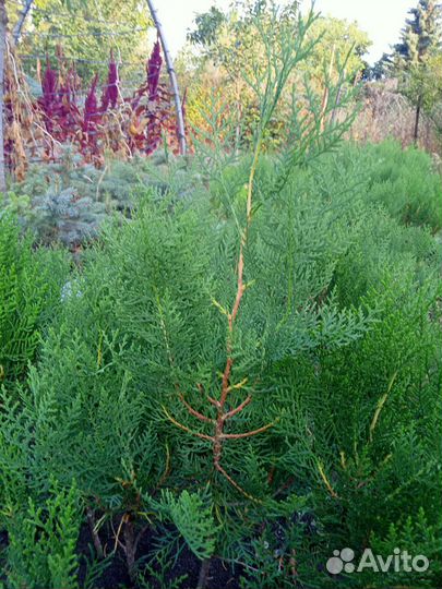 Туя колоновидная