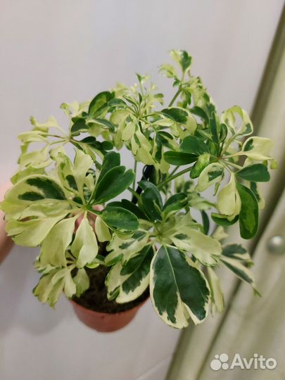 Шефлера Жанин