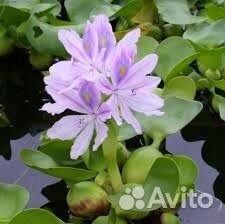Эйхорния. Водяной гиацинт