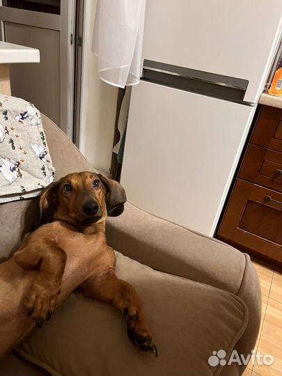 Вязка кобель такса