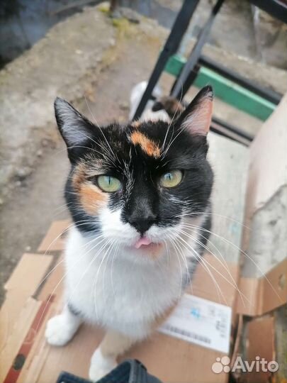 Кошка Маска ищет дом
