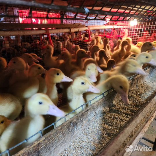 Гуси подрощенные