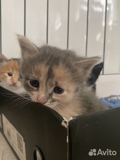 Кошка в дар бесплатно
