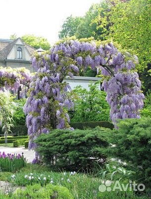 Глициния Клара Мак для вертикального озеленения