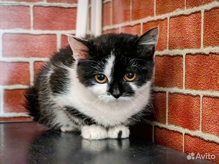 Котёнок девочка 2.5 месяца