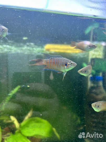 Корм сухой для аквариумной рыбы coppens vital