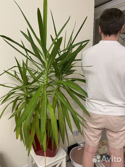 Пальма юкка большая