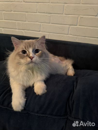 Кот Рэгдолл