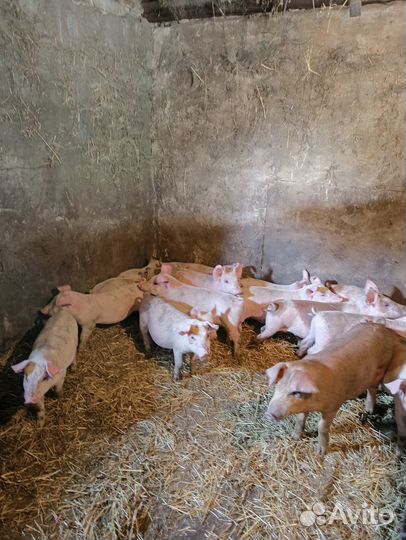 Продам поросят
