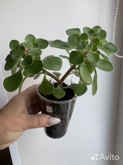 Цветок любви