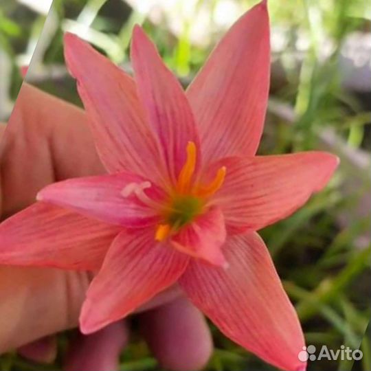 Зефирантес сортовой