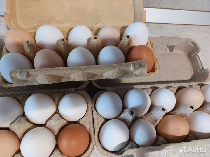 Домашние куриные яйца