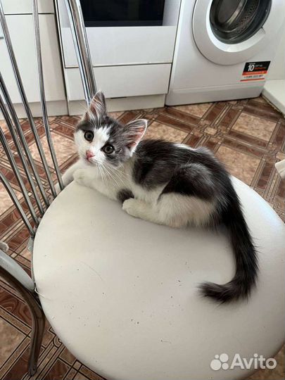 Кошка в дар