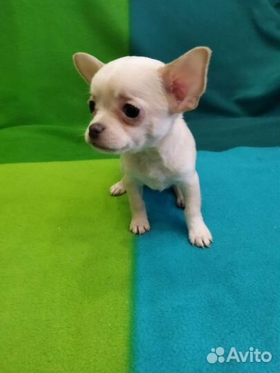 Мини чихуахуа щенки