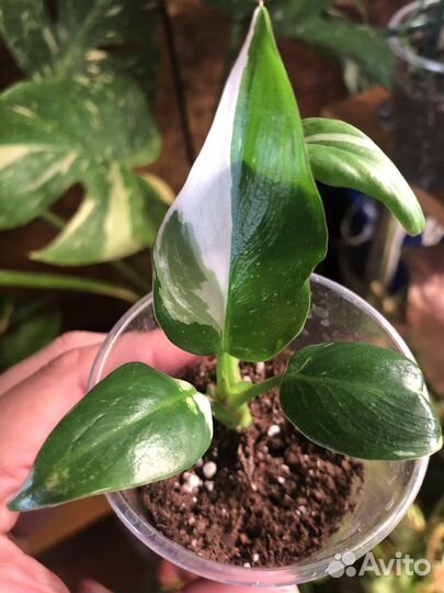 Филодендрон белая принцесса с розовым