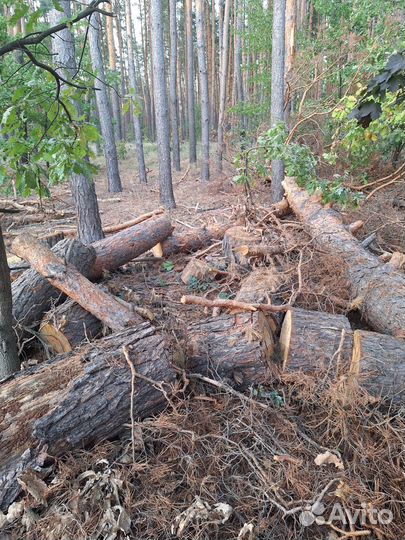 Спил на дрова