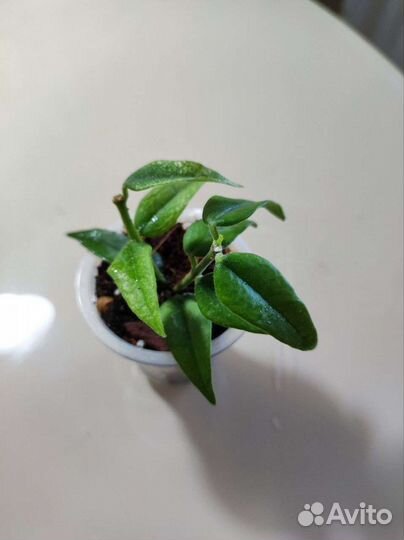 Хлорофитум