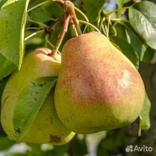 Продажа плодово ягодный культур