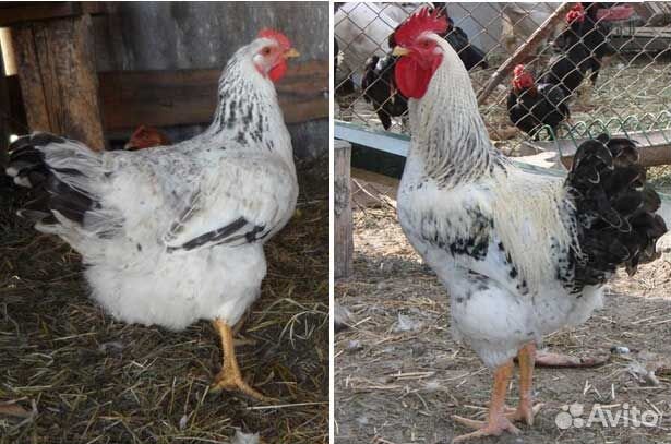 Цветной бройлер(Венгрия)