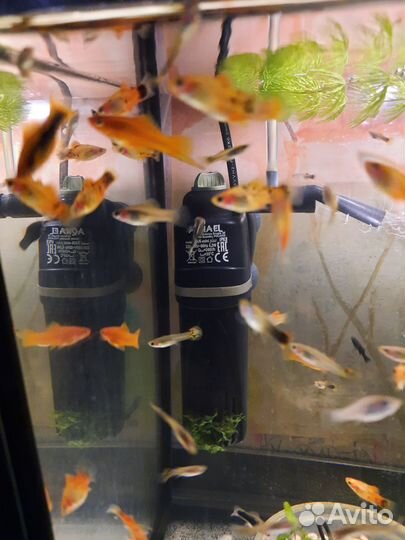 Аквариумные рыбки