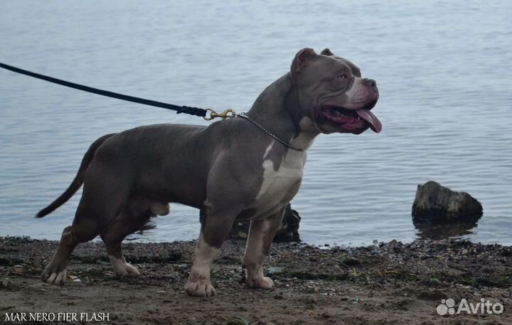 Американский булли вязка