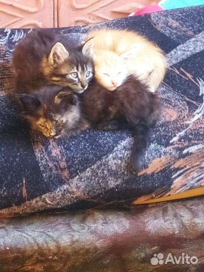 Кошка в дар бесплатно