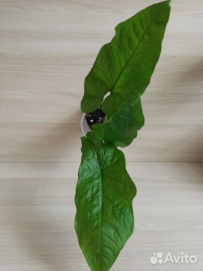 Сингониум Австралия