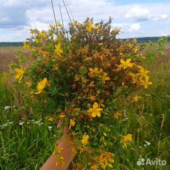 Зверобой