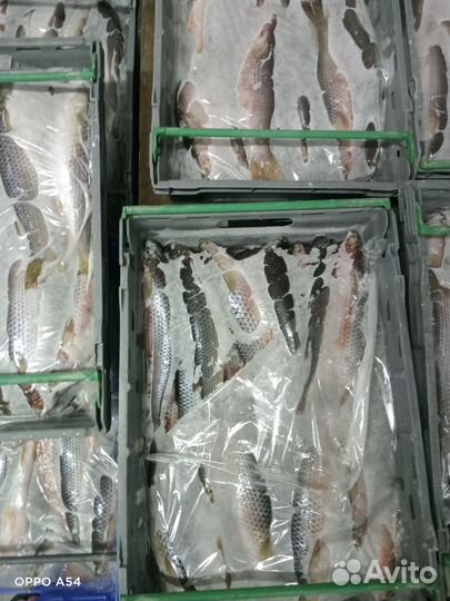 Пеленгас свежий