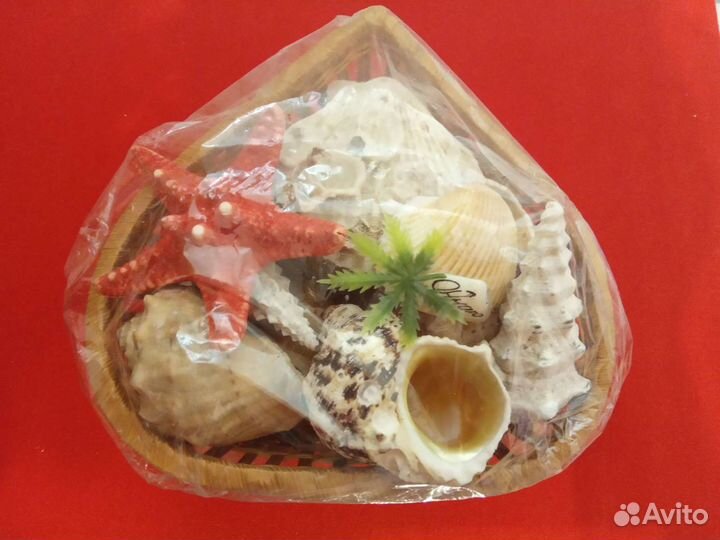 Набор ракушек