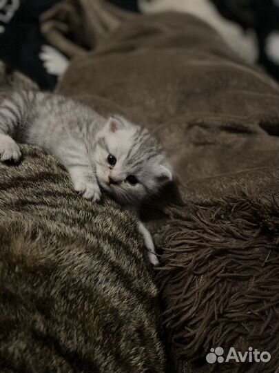 Шотланский котенок