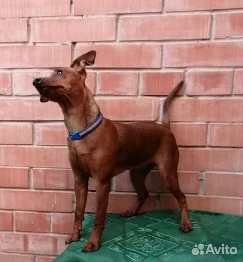 Щенки цвергпинчера