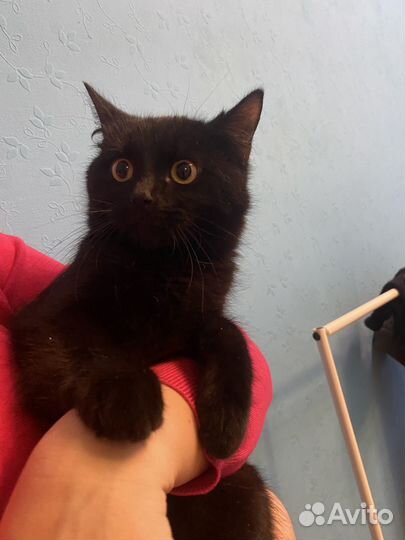 Кот Бегемот