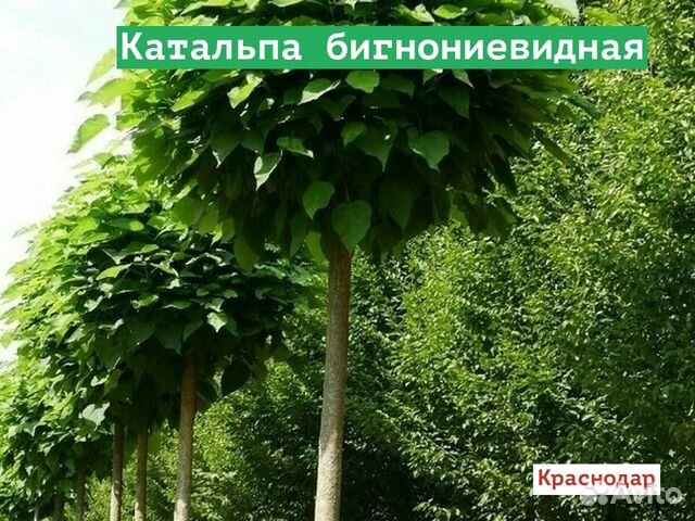 Катальпа бигнониевидная купить в Краснодаре | Товары для дома и дачи ...